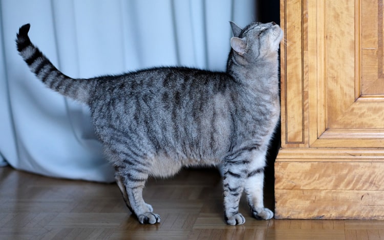 Conseil vétérinaire comportement sur le chat qui se frotte partout