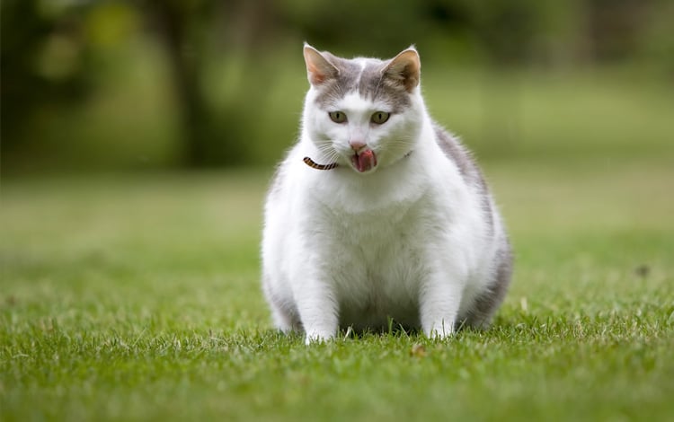Conseil vétérinaire comportement chat avec grossesse nerveuse