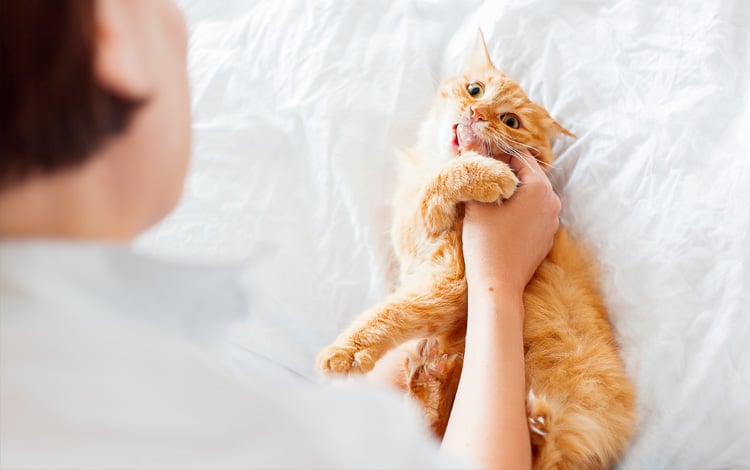 Conseil vétérinaire comportement chat hyperactif
