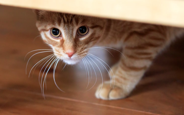 Conseil vétérinaire comportement chat a des phobies