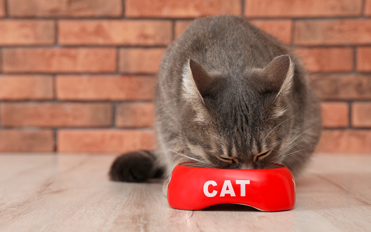 Conseil vétérinaire comportement chat troubles alimentaires