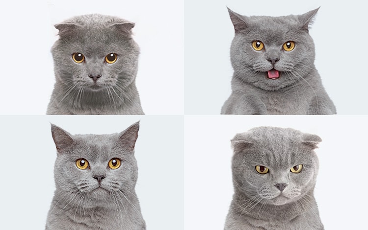 Conseil vétérinaire comportement chat