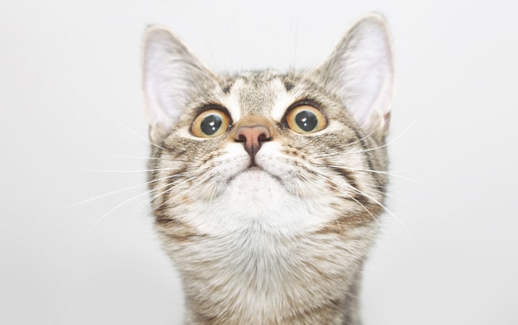Conseil vétérinaire comportement sur le langage corporel du chat