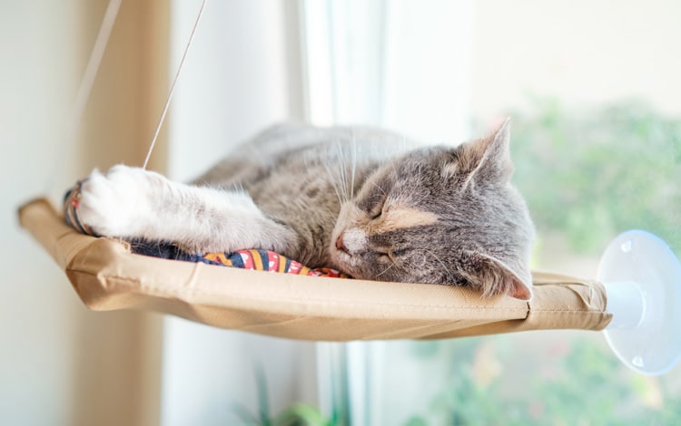 Conseil vétérinaire comportement sur le sommeil du chat
