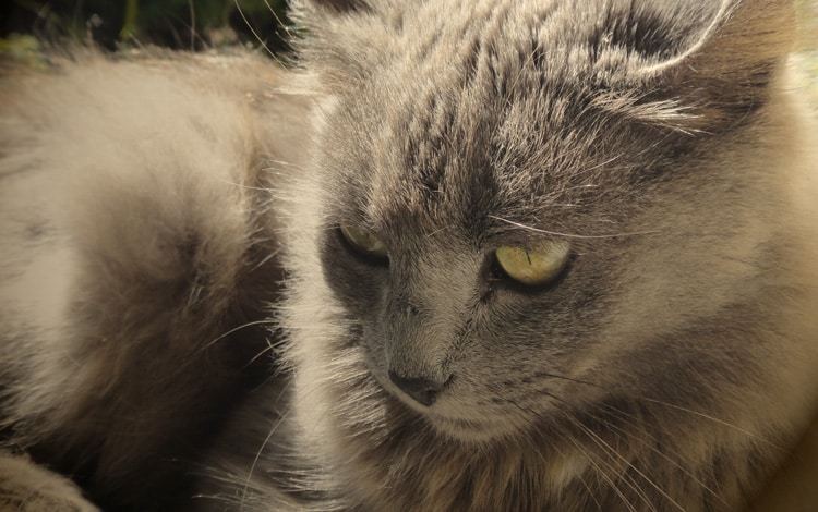 Conseil vétérinaire comportement troubles chez le chat âgé ou senior