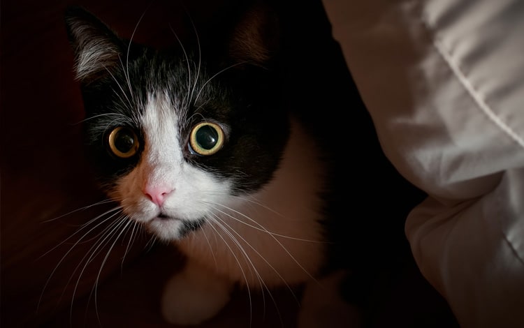 Conseil vétérinaire comportement troubles chez le chaton