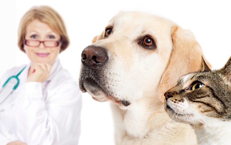Consulter un vétérinaire comportementaliste pour chat et chien