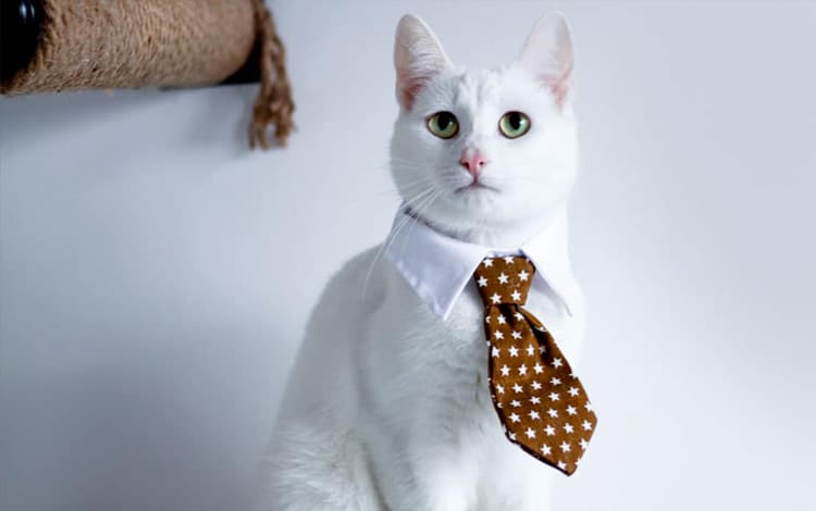 Déguisement pour chat et chien