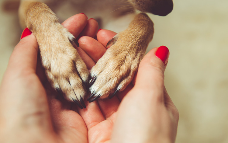 difference entre chien de compagnie, d'assistance et therapeute