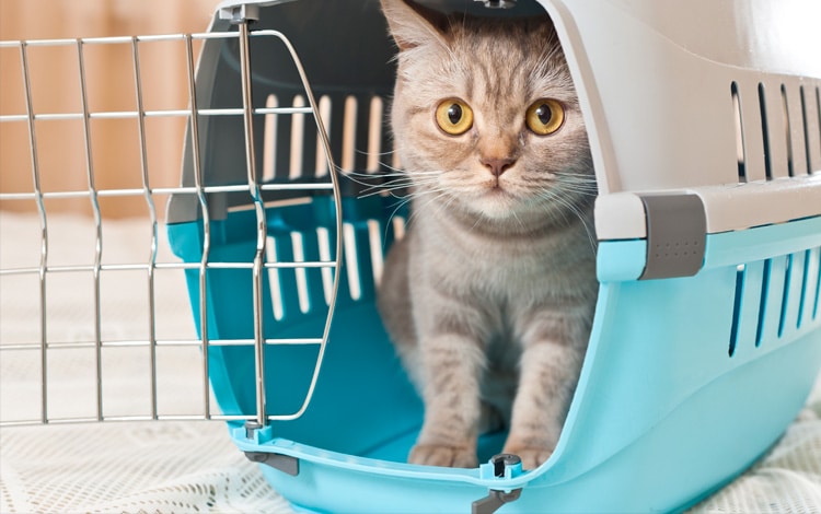 Comment emmener un chat en vacances