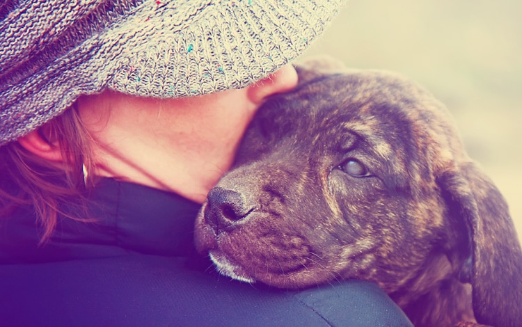 Euthanasie d'un chien