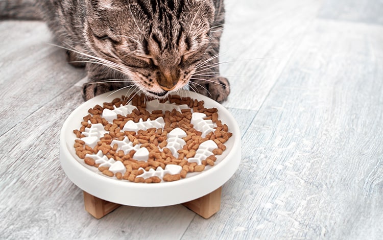 Avis vétérinaire sur la gamelle anti glouton en céramique pour chat