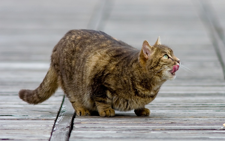 Gestation chez la chatte semaine après semaine