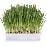 Herbe à chat pour se purger