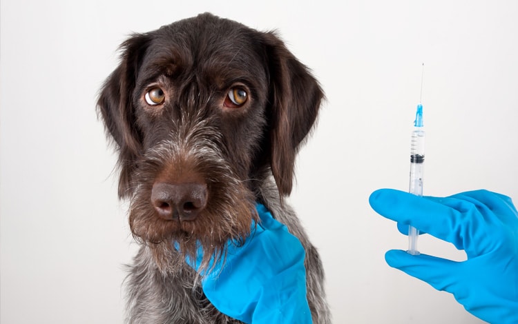 Importance de la vaccination chez le chat et le chien