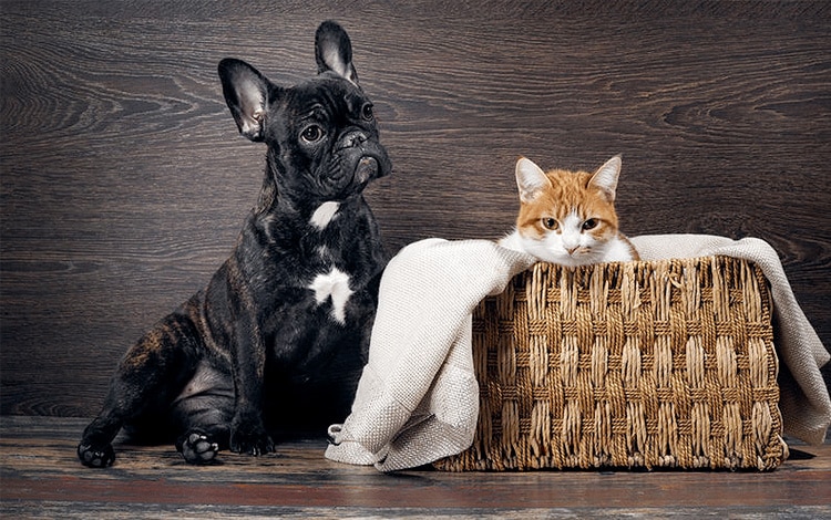 Les influenceurs et mes marques pour chat et chien