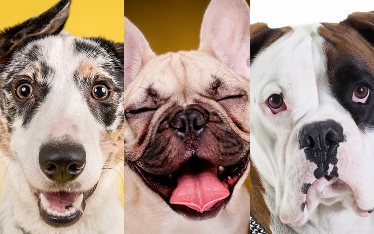 Statistiques des morsures de chien dangereux
