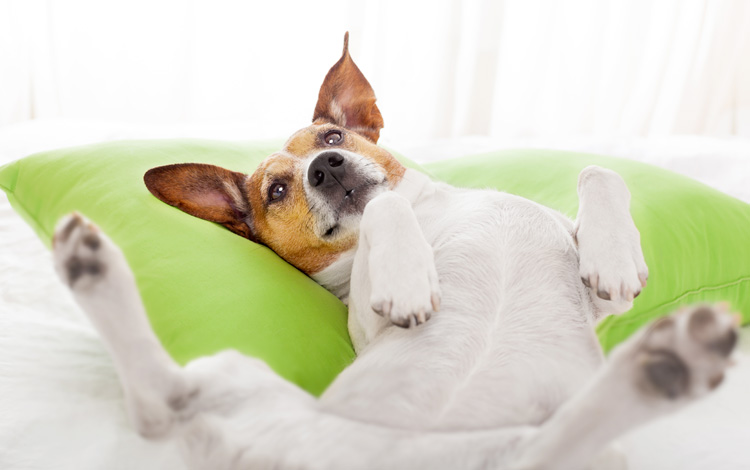 Mutuelle Santévet pour chat et chien