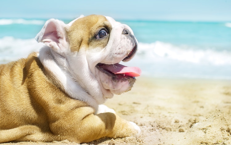 Partir en vacances à la mer et plage avec son chien