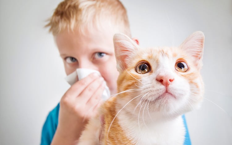 Personne allergique aux chats
