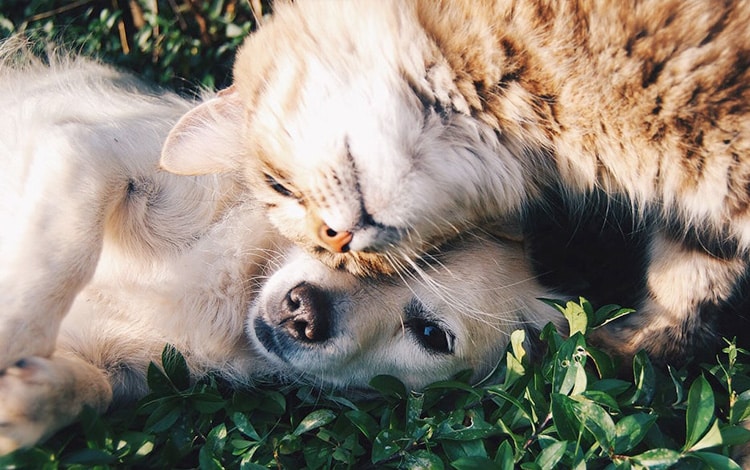 Présenter le chiot au chat