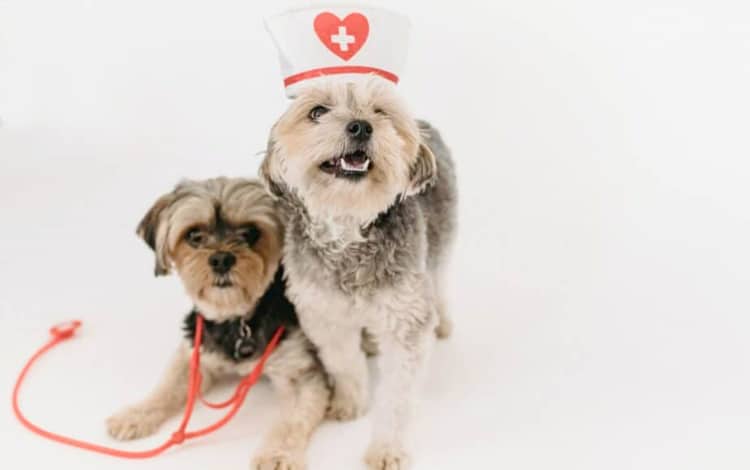Prix d'une assurance pour chat et chien