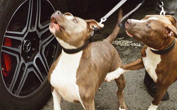 Education pour promener son chien en laisse