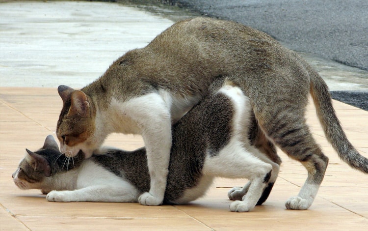 Puberté chez le chat