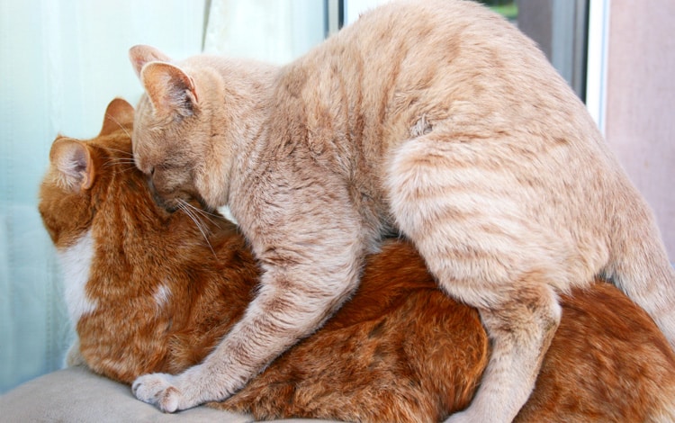 Saillie et accouplement chez le chat