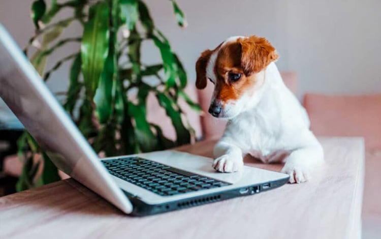 Shopping sur internet pour chat et chien