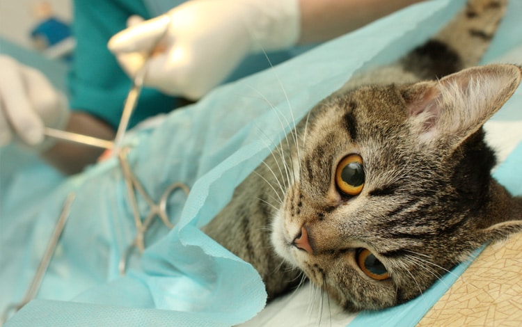 Stérilisation, ovariectomie et ovario-hysterectomie chez la chatte