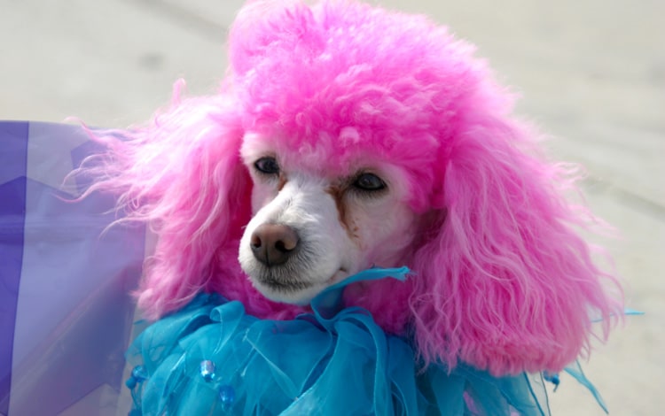 Teinture et coloration pour chien