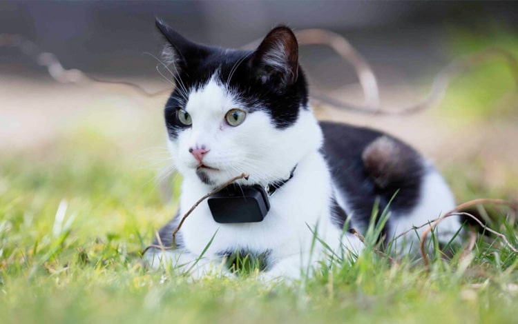 Traceur GPS pour chat fugueur