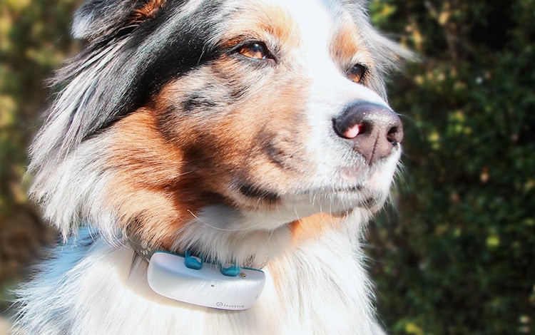 Traceur GPS Tractive pour chien fugueur