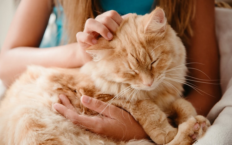 trousse premiers secours du chat
