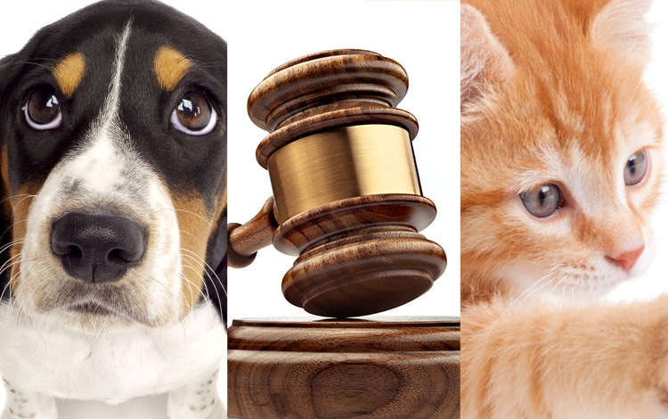Problèmes, vices et recours suite à l'adoption d'un chaton ou chiot