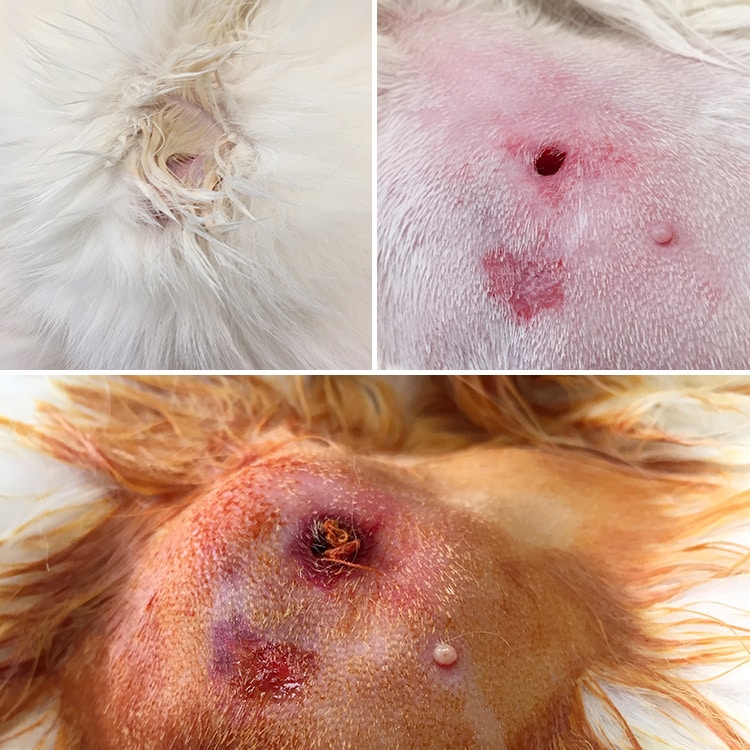 Traitement d'un abcès cutané chez le chat
