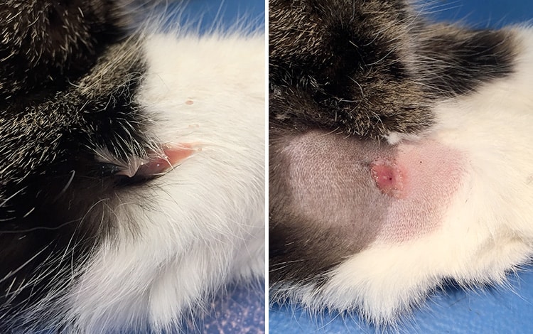 Abcès cutané de la patte chez le chat