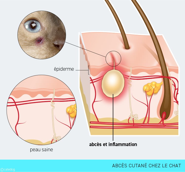 Abcès cutané chez le chat