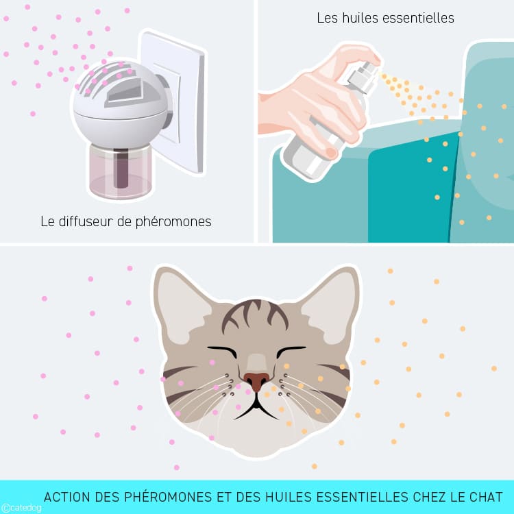 Action du diffuseur de phéromones et des huiles essentielles chez le chat