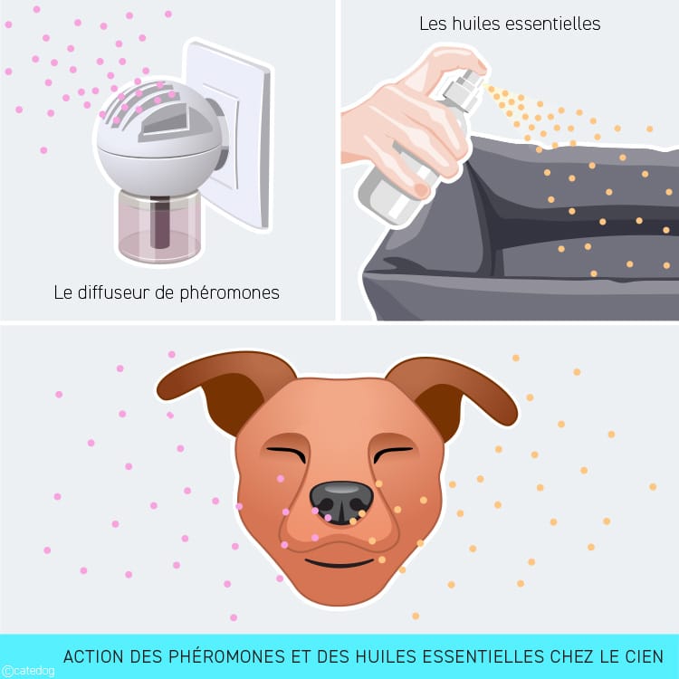 Action du diffuseur de phéromones et des huiles essentielles chez le chien