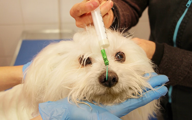 Alimentation d'un chien malade par sonde oesophagienne