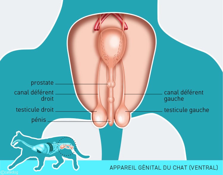 Anatomie de l'appareil génital du chat