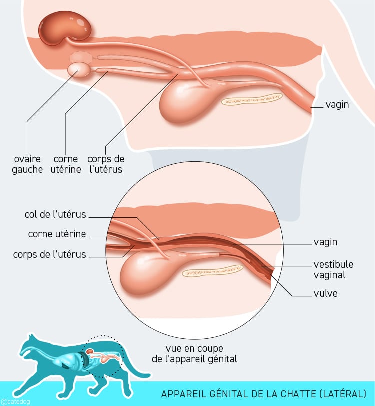Anatomie de l'appareil génital de la chatte