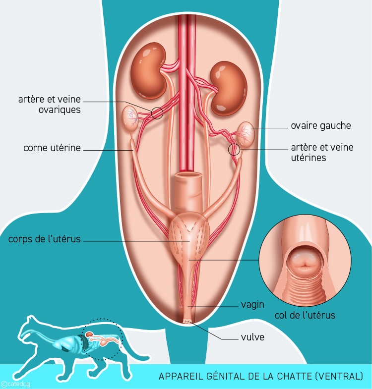 Anatomie de l'appareil génital de la chatte