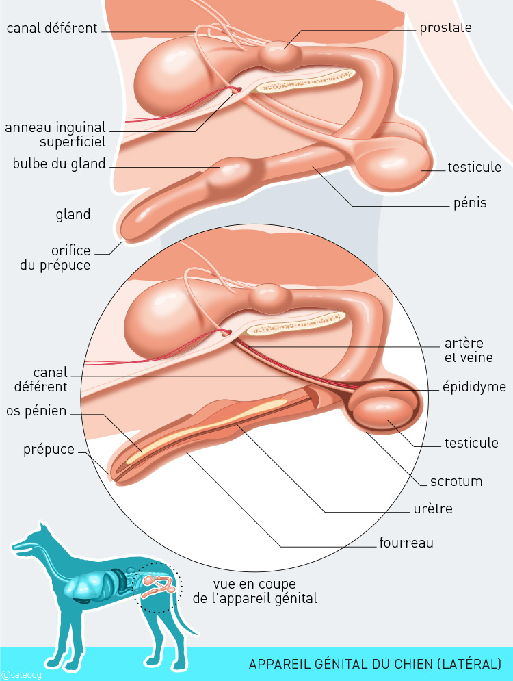 Anatomie de l'appareil génital du chien