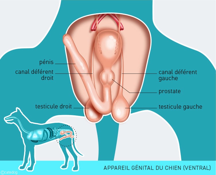 Anatomie de l'appareil génital du chien
