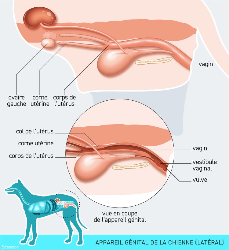 Anatomie de l'appareil génital de la chienne