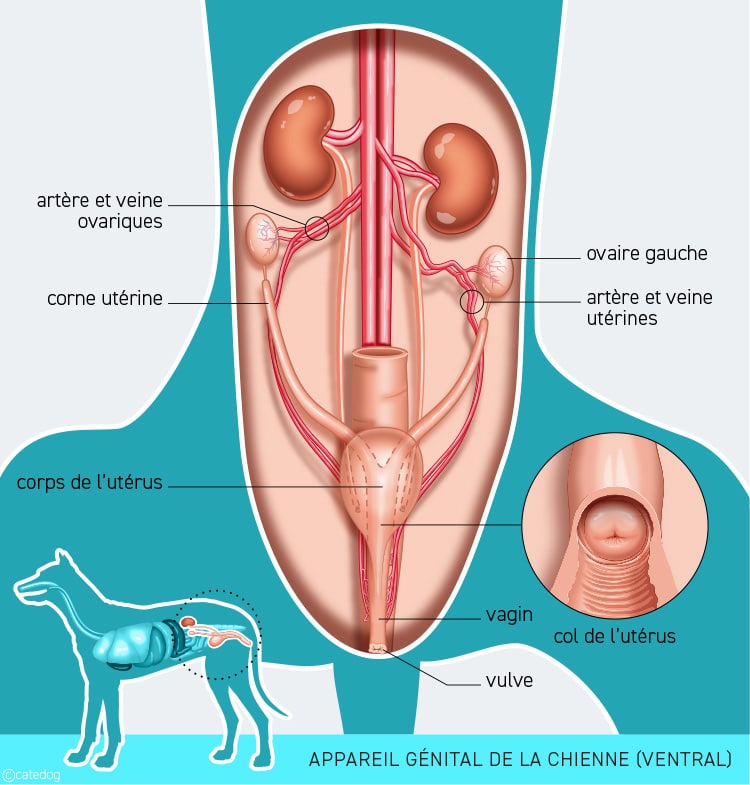 Anatomie de l'appareil génital de la chienne