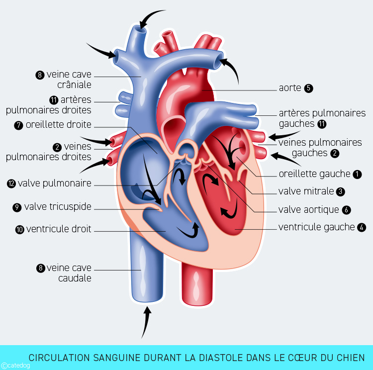 Anatomie cardiovasculaire et diastole dans le cœur du chien